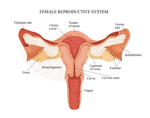 Histerektomi Vagina
